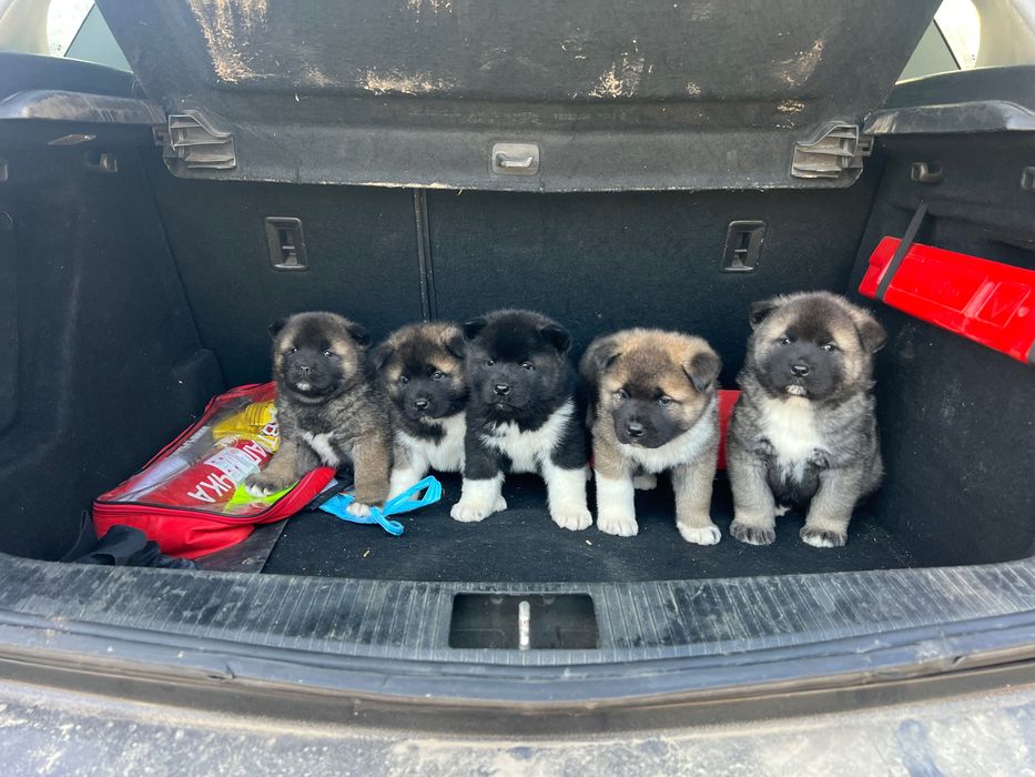 Американска акита