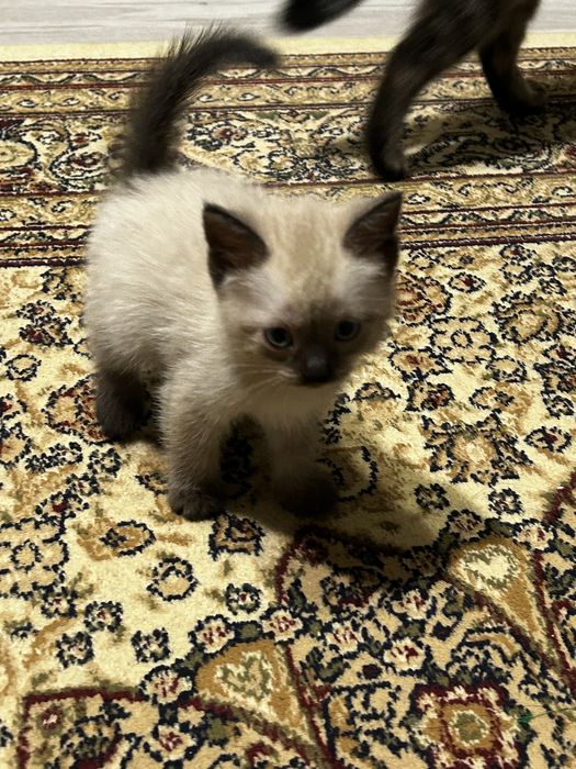 Отдам котят в хорошие руки