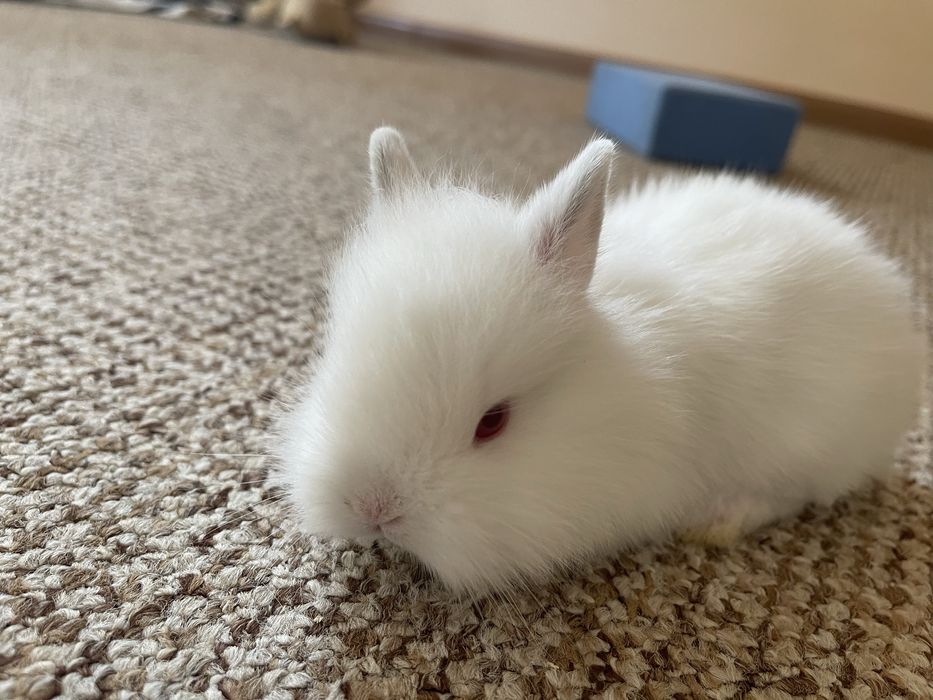 Декоративни зайчета