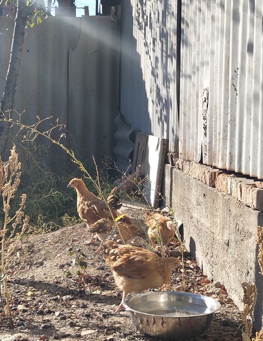 Продам цыплята кученский.