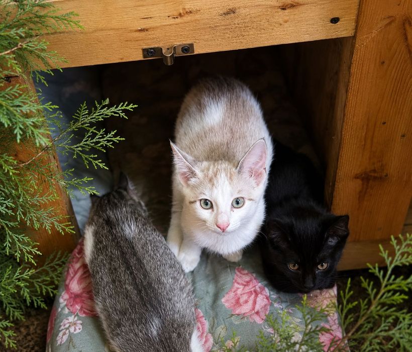 Отдам котят в добрые руки