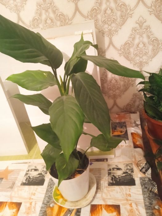 Комнатные растения цветы