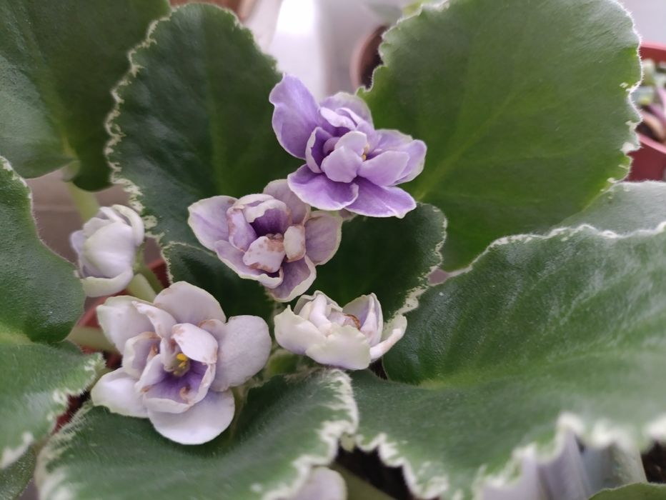 Цветы комнатные от 990 тенге