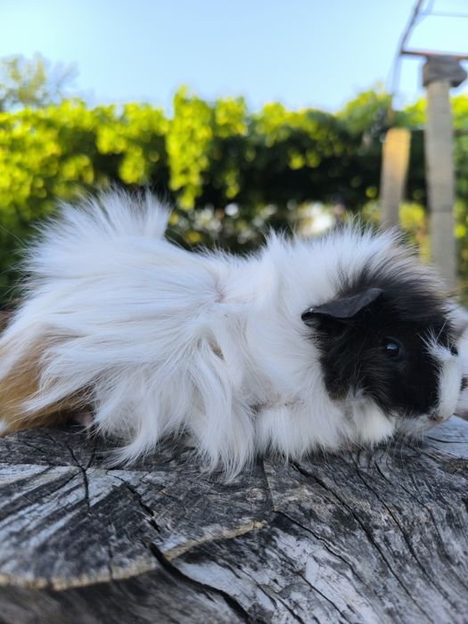 Малки морски свинчета