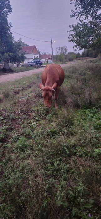 Vând vaca baltata românească