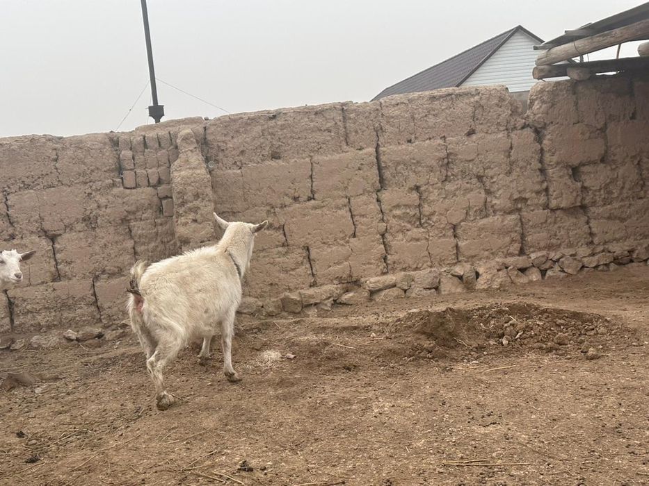 Орыс ешкі сатылады