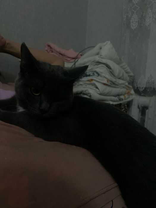 Кошка в добрые руки