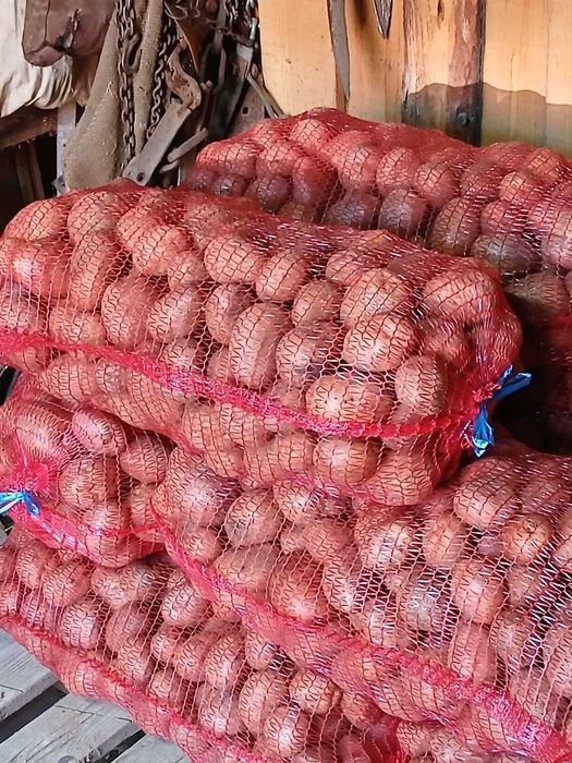 Vand cartofi de consum alb si rosu