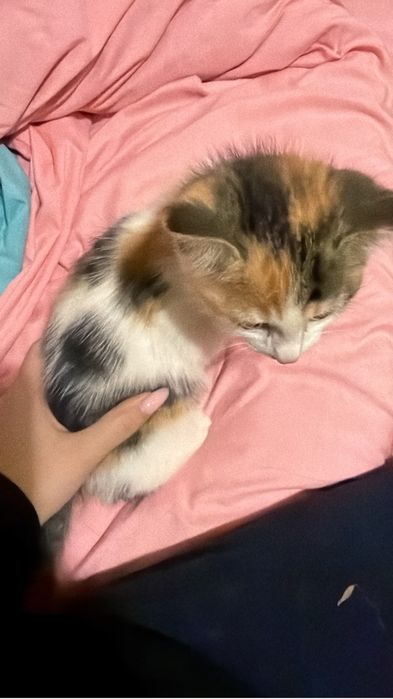 Отдам котенка в добрые руки!