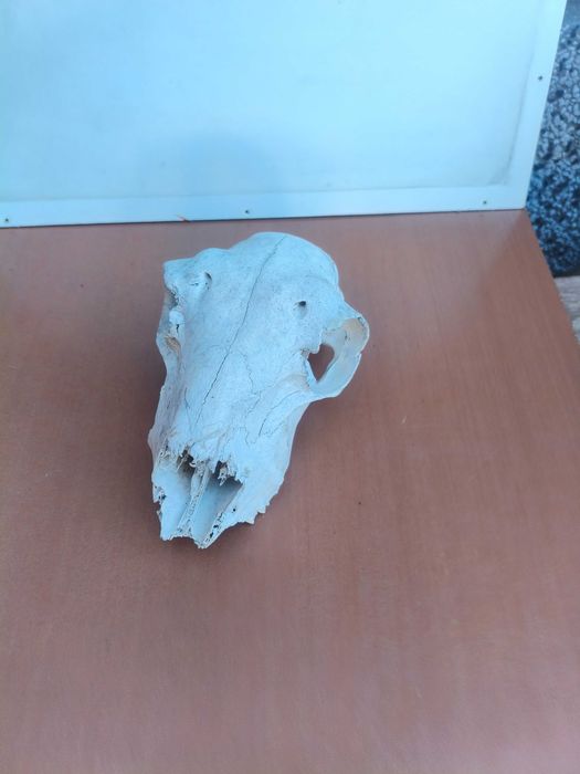 Череп, черепи за декорация