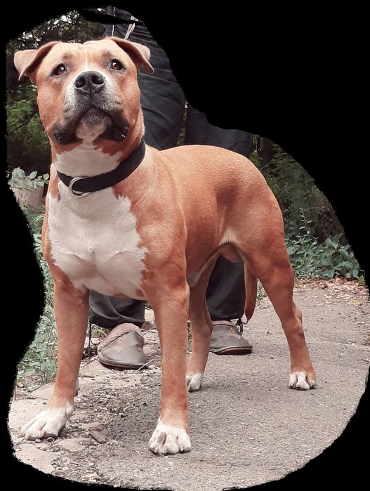 Стаффордширский терьер. Вязка.