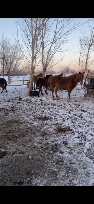 Семіз тай полутяж Ұрғашы Еркек