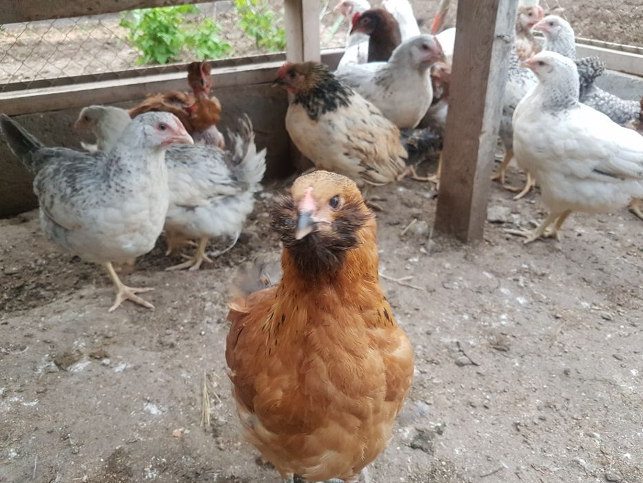 Продам подрощеных петушков