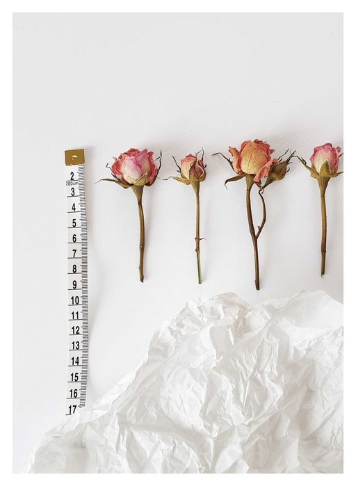 Естествени, сухи мини рози, сухи цветя за декорация