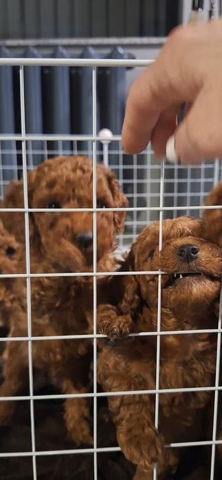 Мини пуделчета /момчета и момичета