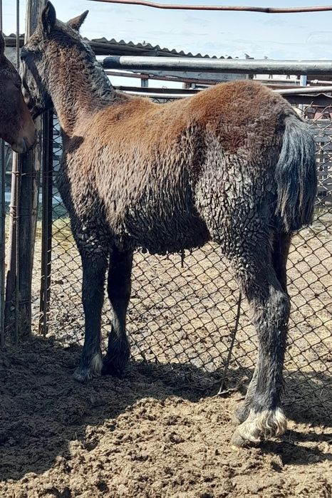 Жеребята полутяжи 2  шт