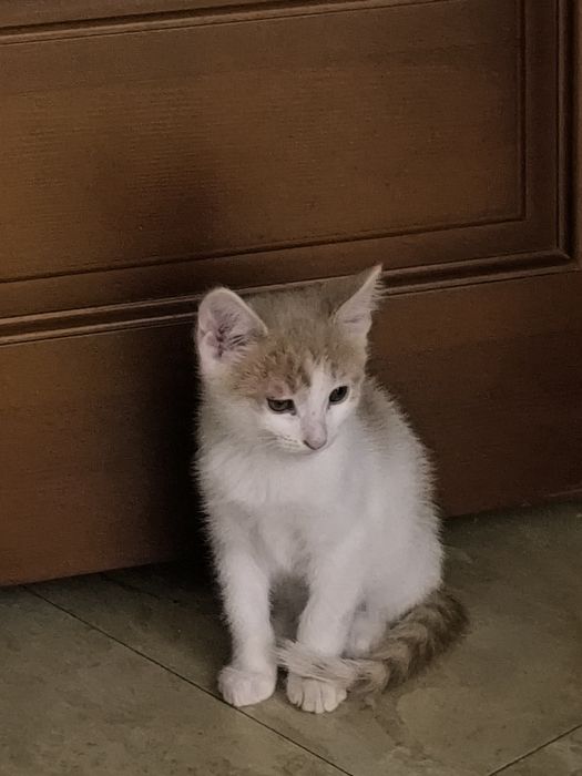 Отдам в добрые руки умного котика мальчика.