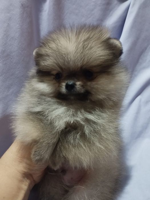 Щенки шпица мини