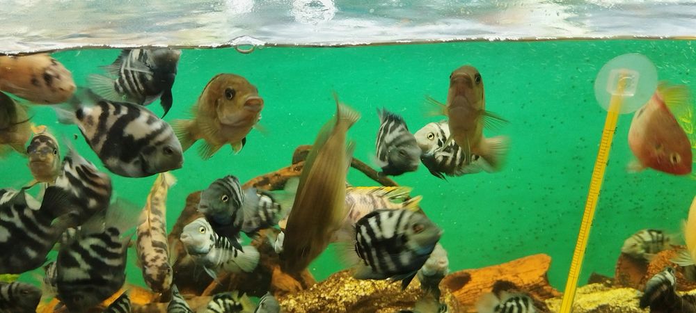 Чифтове Зебровидни цихлиди