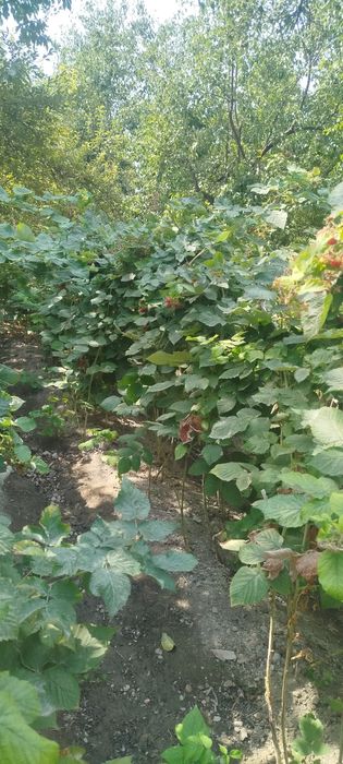 Малина кучати июндан ночбргача хосил беради йилда 2 марта