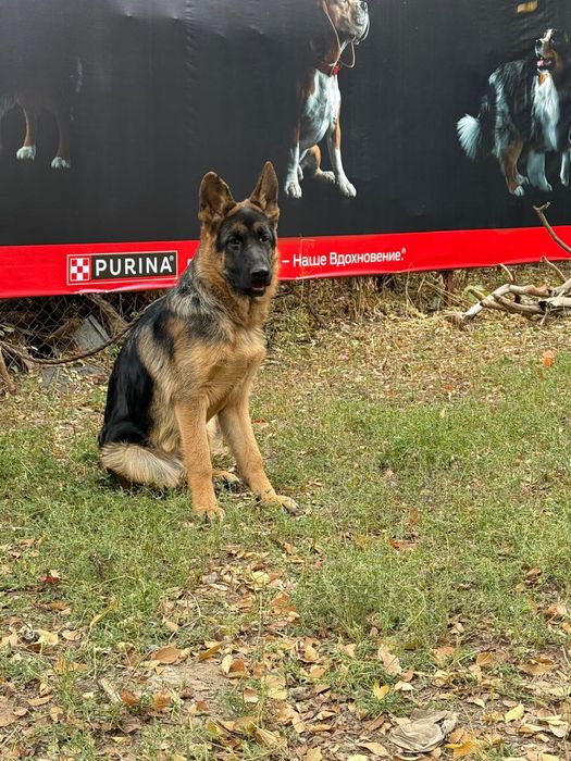 Продам шенка Немецкой овчарки