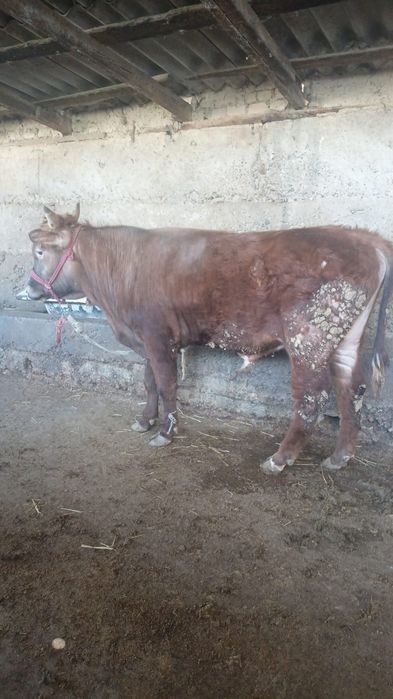 Бузаулы сиыр сатылады