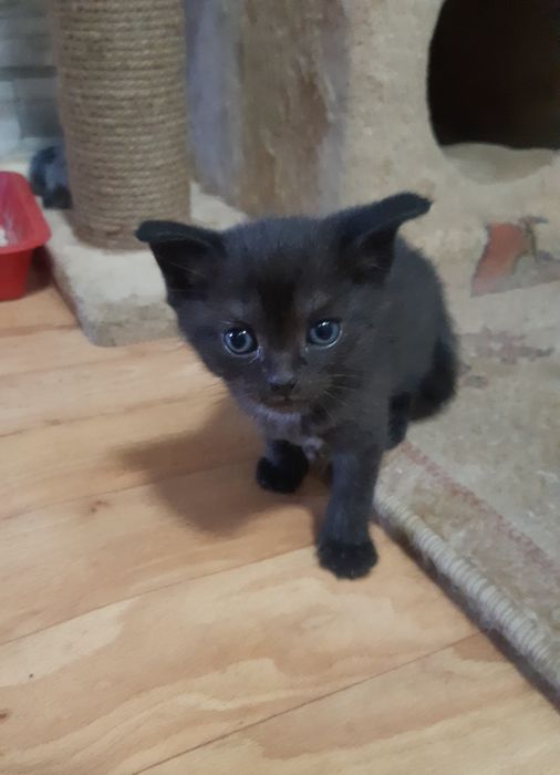 Котик мальчик, в добрые руки, метис
