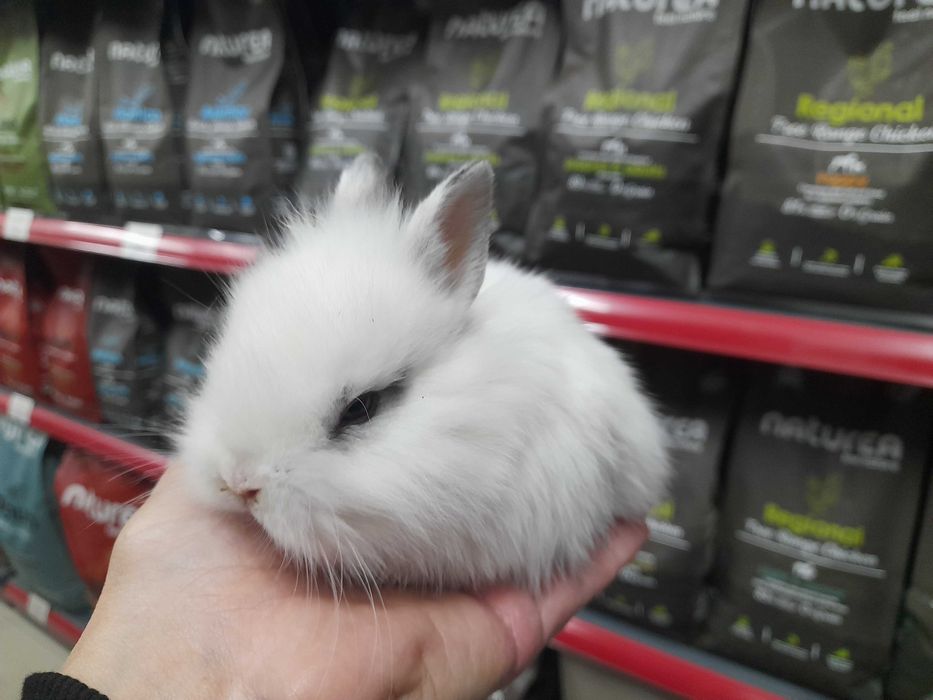 Декоративни мини зайчета