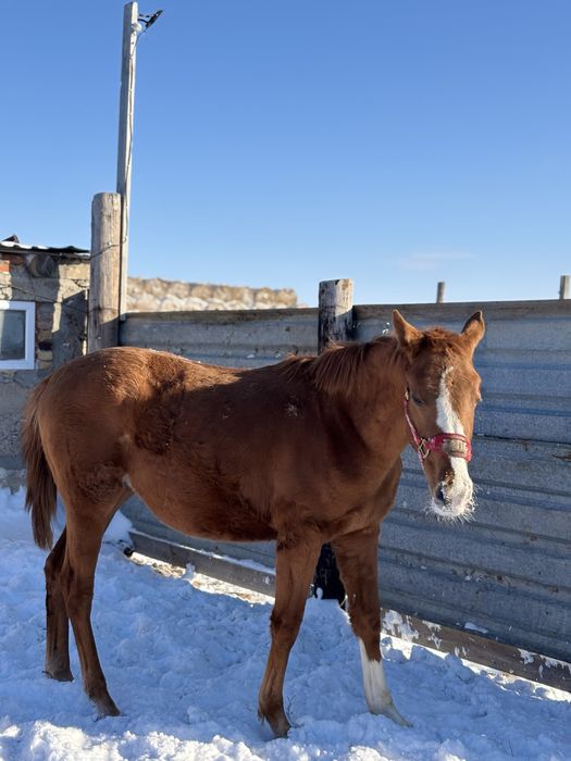 Тай сатылады. Ноқта жуас