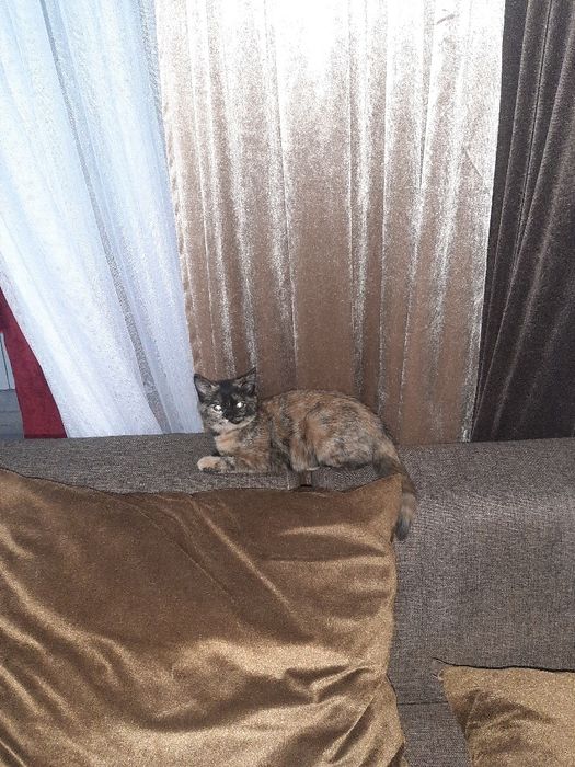 Катёнок домашний