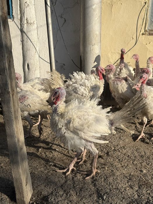 Индюки, индюшатина