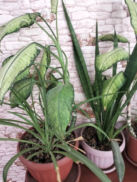 Домашние цветы. Разные