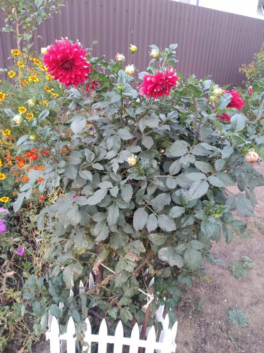 Продам Клубни георгина