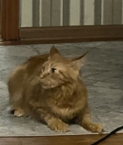 Пропал кот мейн кун