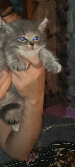Страйт  1, месяц.Приученнв к лотку.