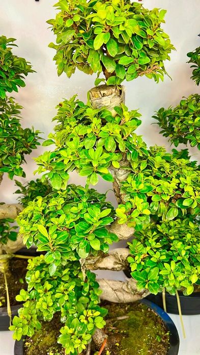 Фикус Бонсай 80-90 см