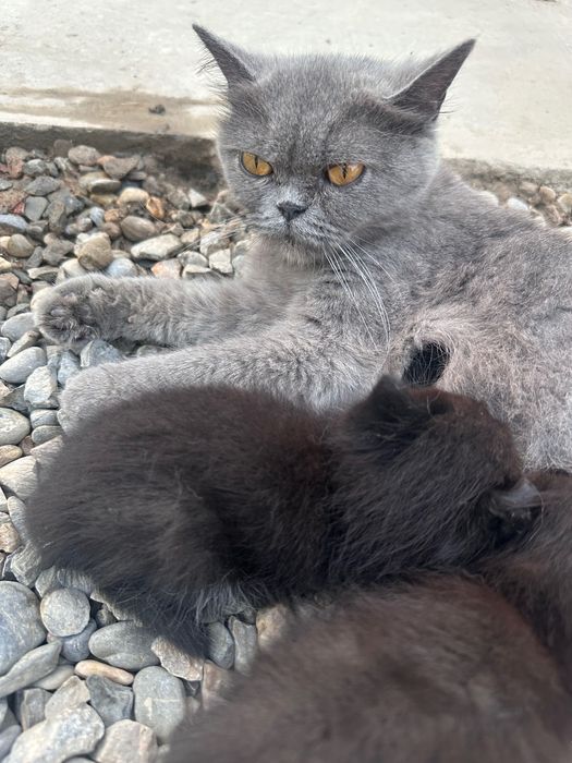 Britanskiy parodyali aqiliy mushuk