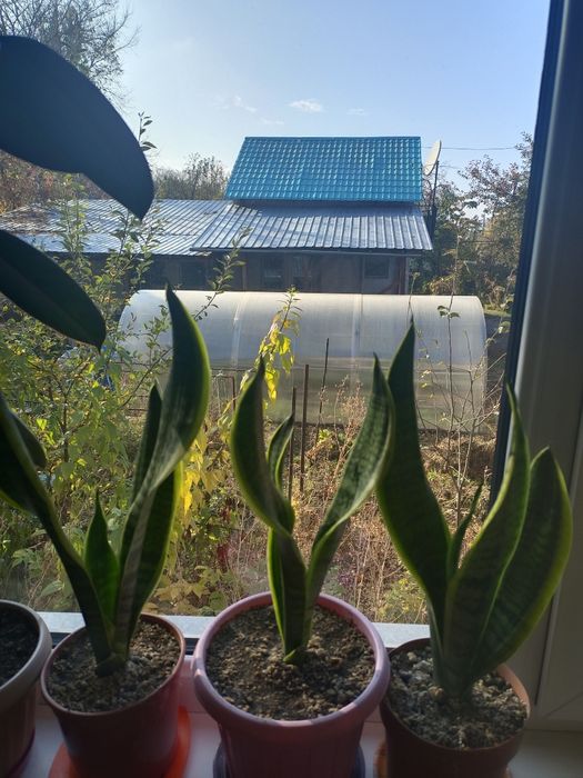 Продам комнатные красивые цветы