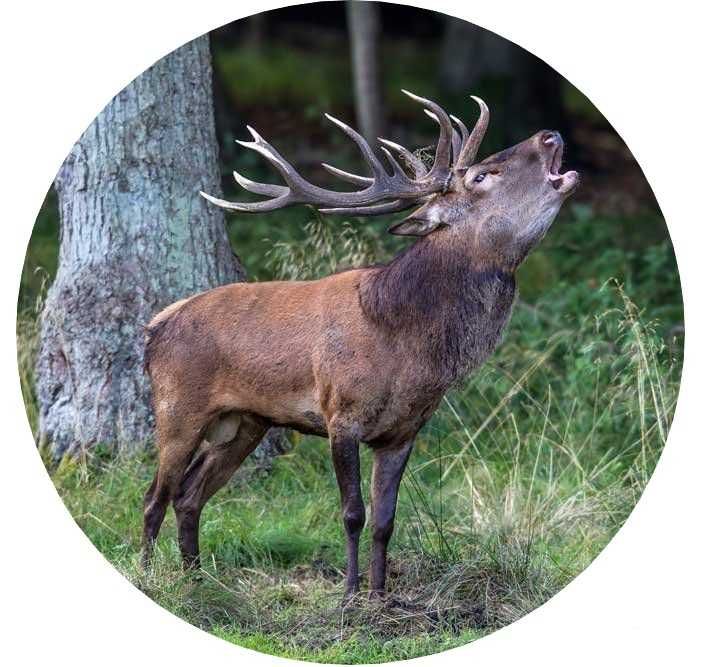 Калъф За Резервна Гума На Джип С Елен Сърандак