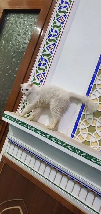 Erkaklar uchun tibbiy korikdan video