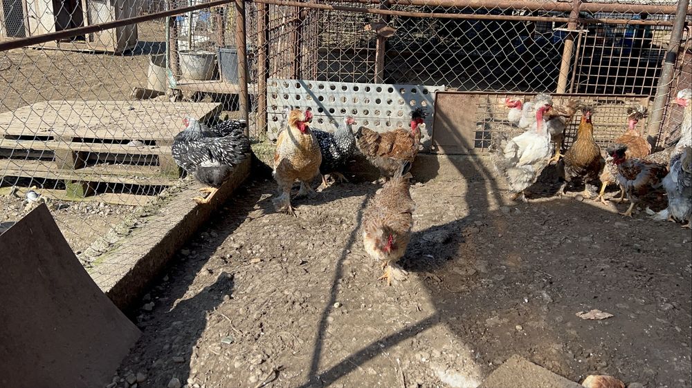 Cocosi si gaini motate, incaltate, gat golas