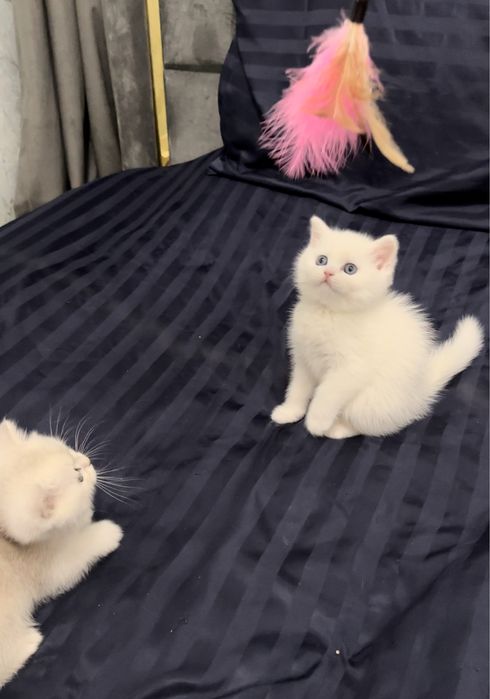 ПРОДАЮ КОТЯТ 1.5 месяца