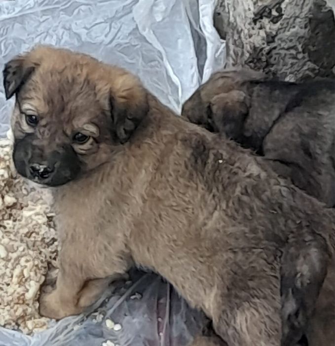 Пристраеваются щенята