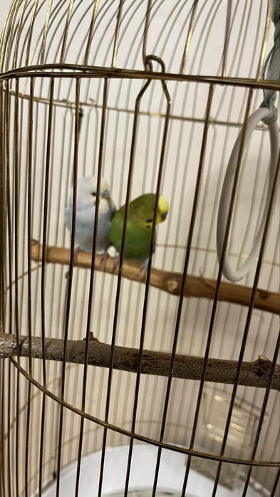Волнистые попугайчики с клеткой