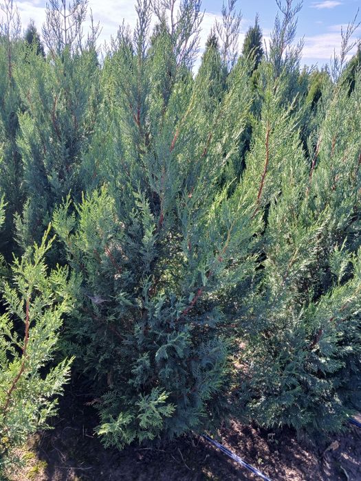 VÂND tuia leylandi 2001