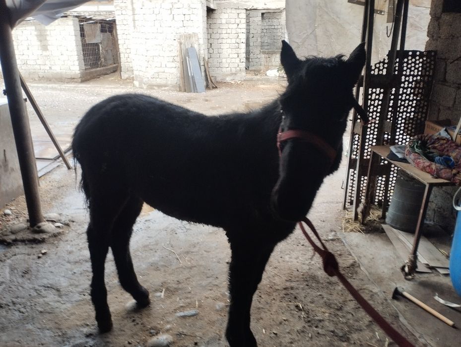 Лошадь  цена договорная