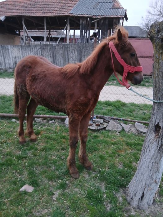 Mânz de vânzare de 8 luni