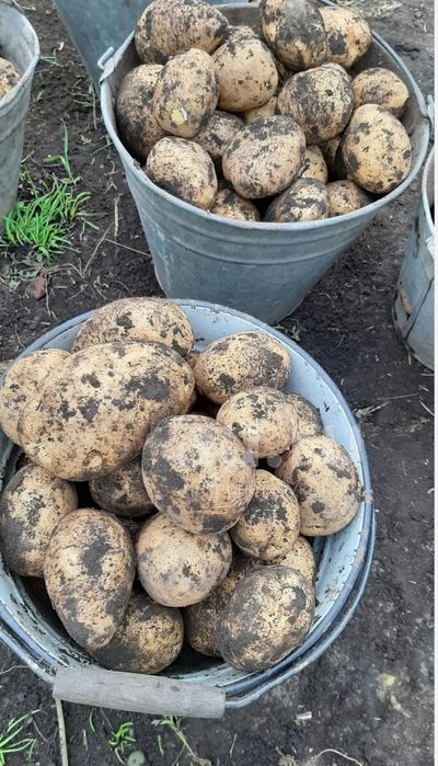 Продам домашний картофель!