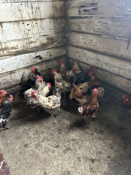 Петухов продам молодые