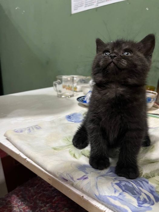 Продаётся котёнок британец девочка